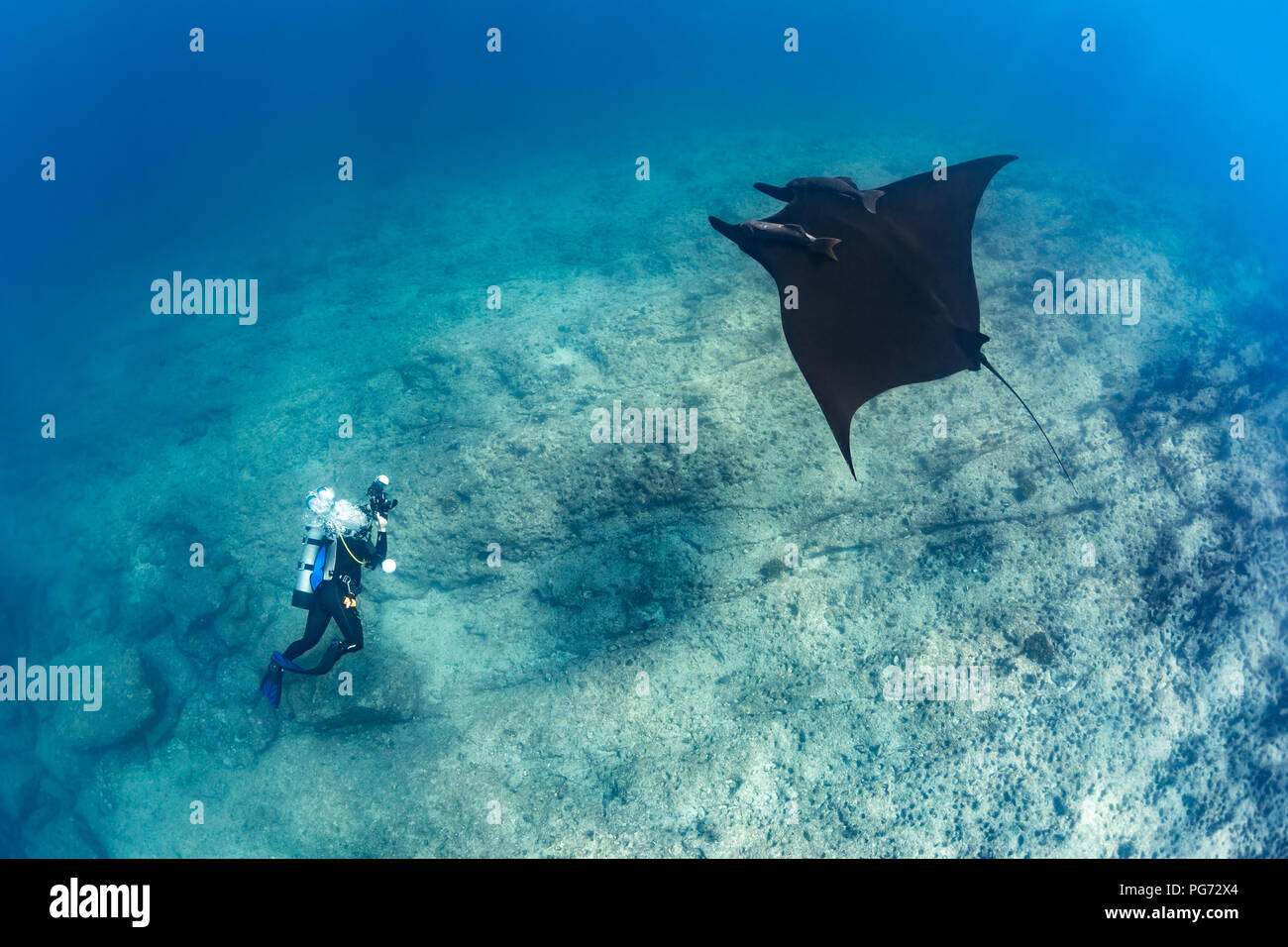 Photographe sous-marin géant Manta Ray Pacifique capture dans la Reina, Mer de Cortez (Manta birostris) Banque D'Images