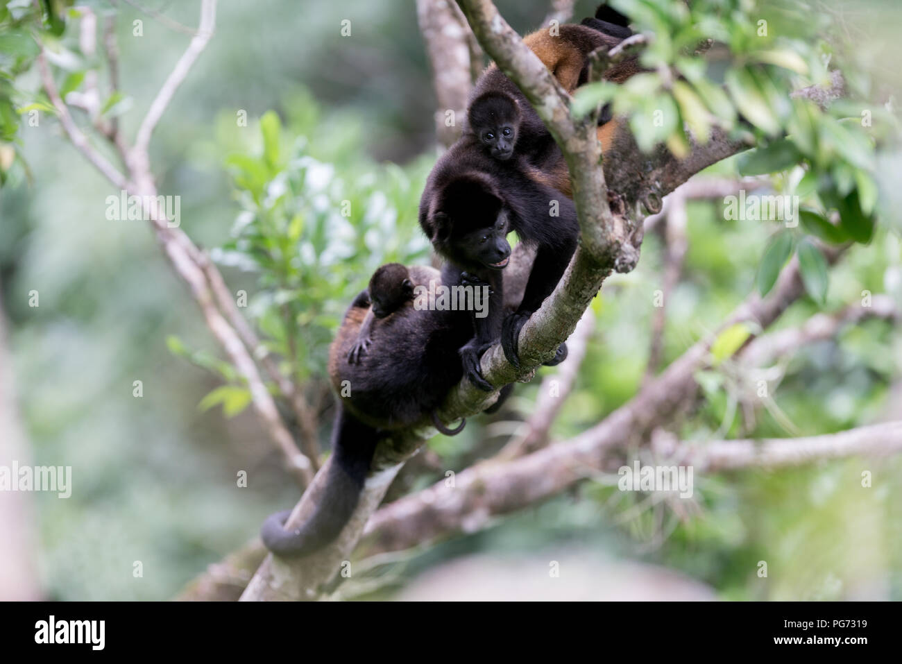 Singe hurleur dans la famille d'arbres Banque D'Images