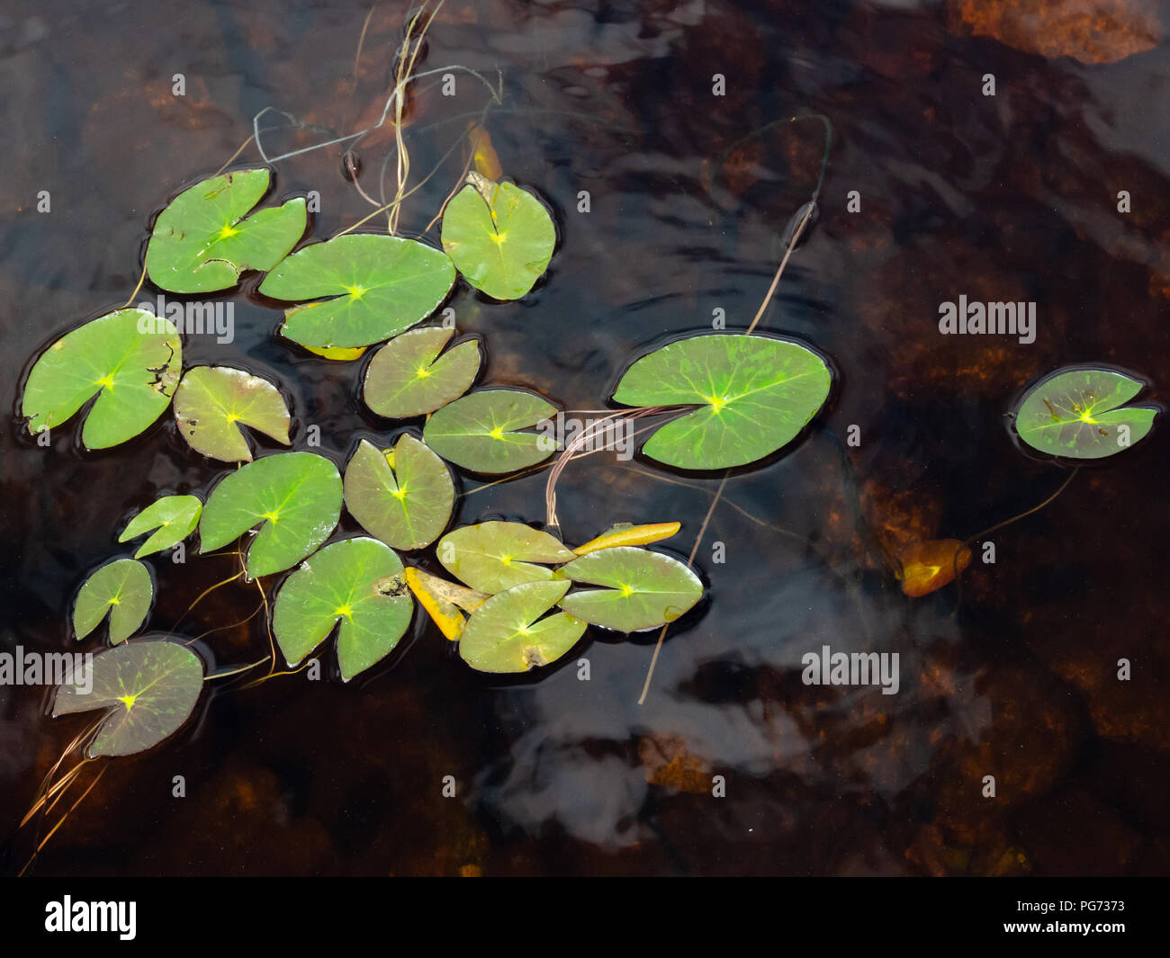 Un groupe de plusieurs feuilles vert vif flottant à la surface de l'eau contrastée Banque D'Images