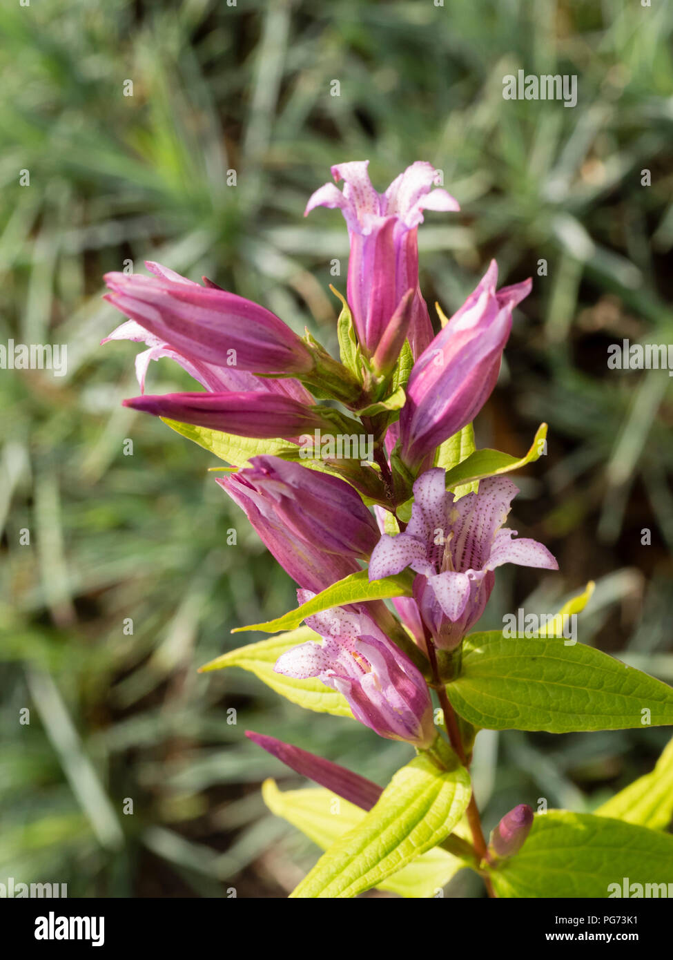 Fleur rose attrayant, forme de la plante vivace willow gentiane, Gentiana asclepiadea 'Rosea' Banque D'Images