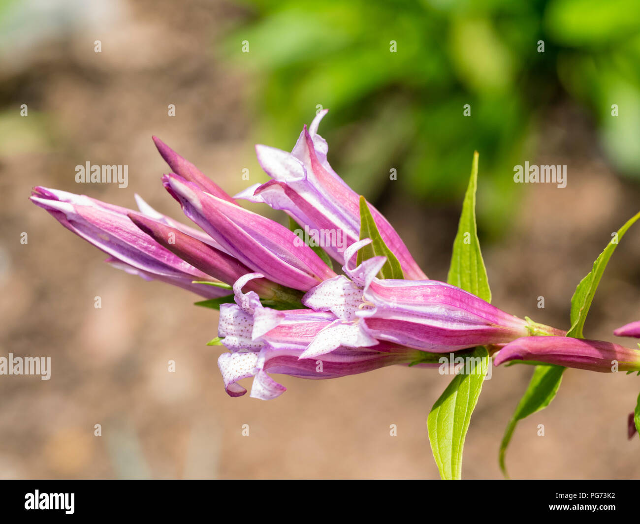 Fleur rose attrayant, forme de la plante vivace willow gentiane, Gentiana asclepiadea 'Rosea' Banque D'Images