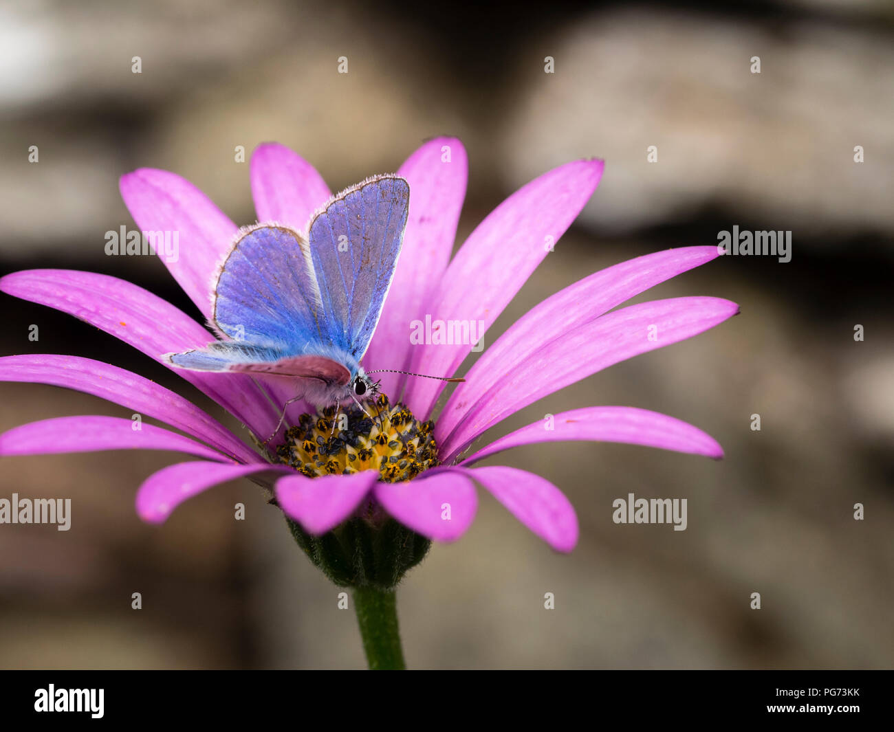 Papillon bleu, commun mâle Polyommatus icarus, se nourrir du nectar de la cape daisy Osteospermum 'Tresco Purple' Banque D'Images