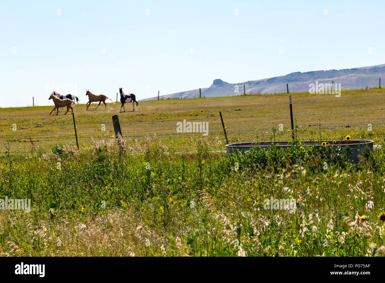 Horsed,Pâturage dans un ranch du Montana, USA Banque D'Images