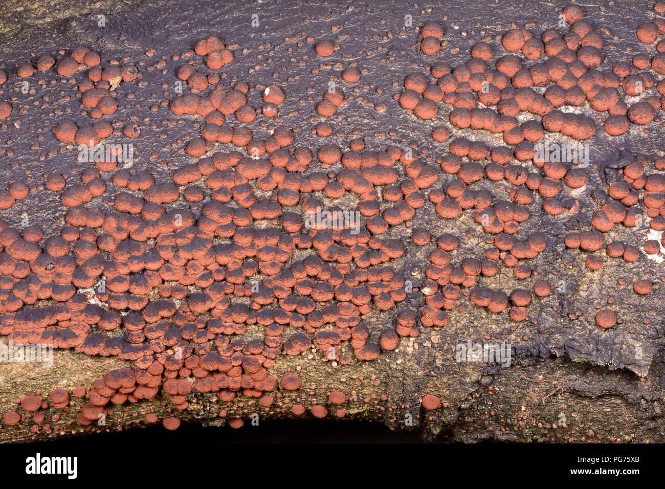 Woodwart hêtre / Coussin Rouge (Hypoxylon fragiforme Hypoxylon) organes de fructification sur un Beech (Fagus sylvatica) log produisant les spores noires, Gloucestershire Banque D'Images