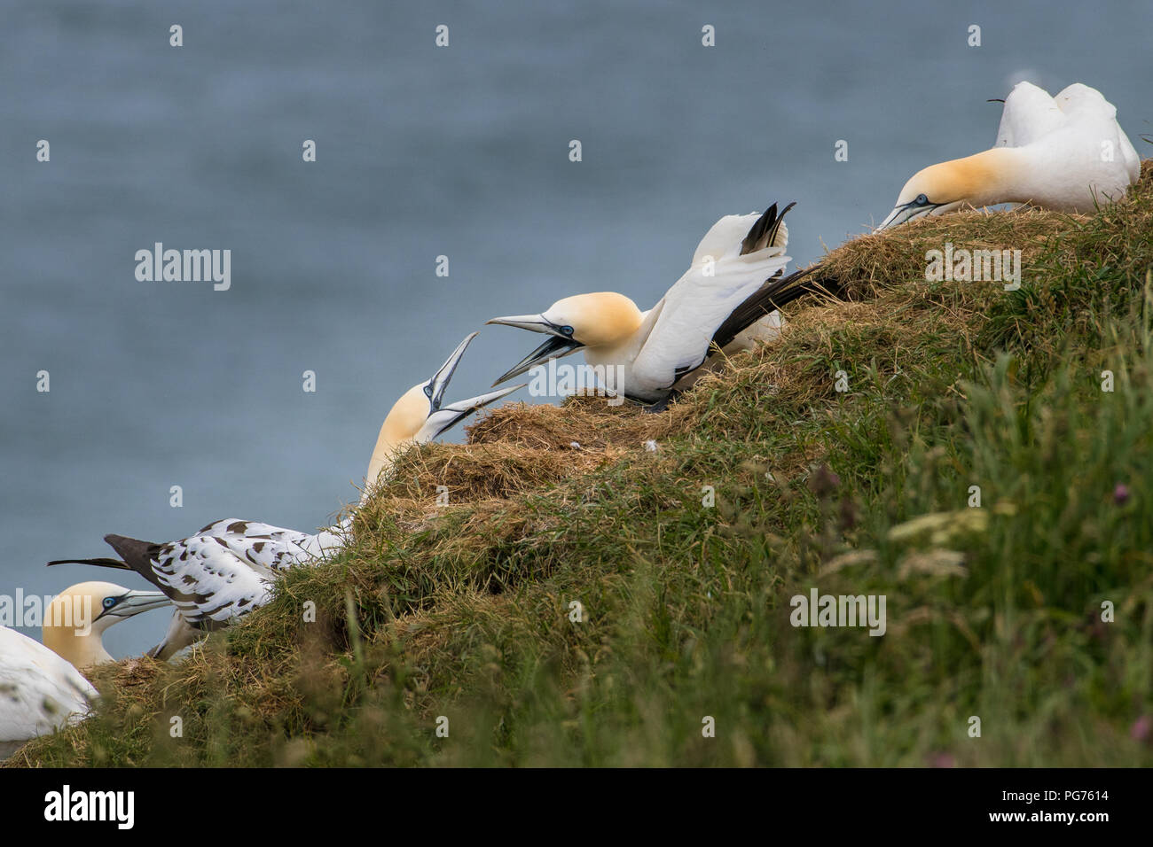 Deux fous, (Morus bassanus), arguant d'un territoire Banque D'Images