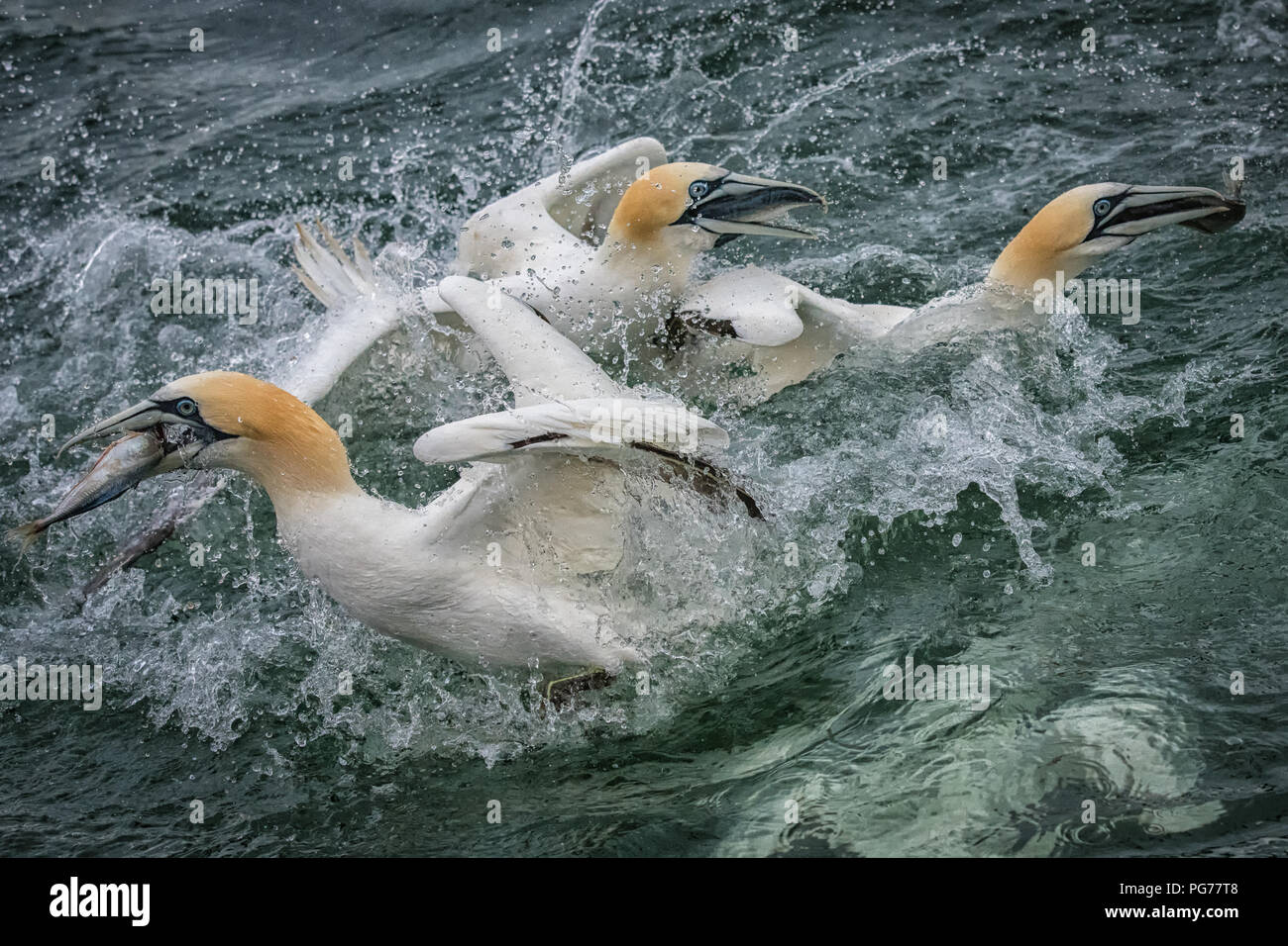 Trois de Bassan, (Morus bassanus), trois poissons Banque D'Images