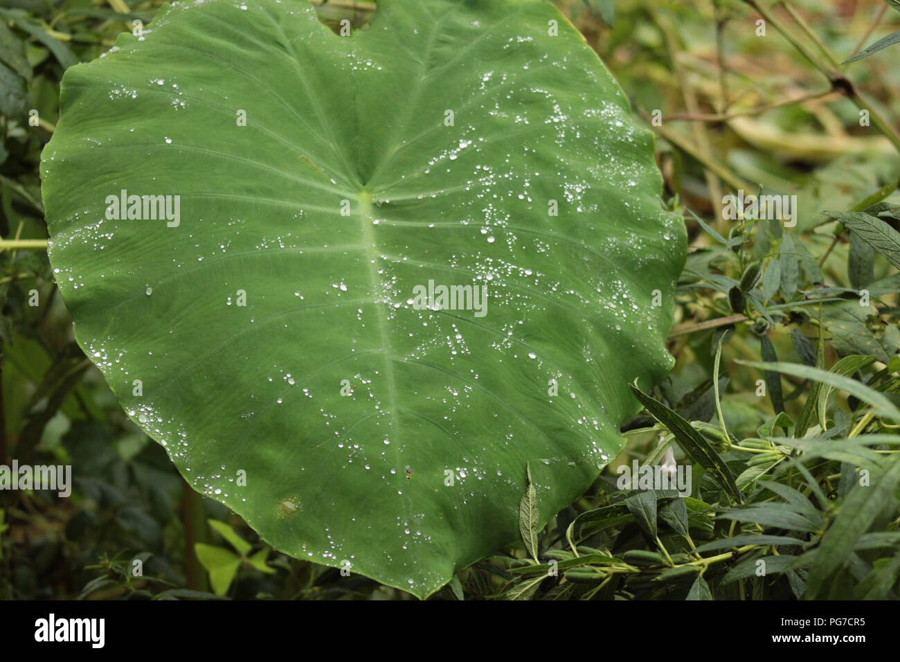 Belle vue sur la nature pour les amoureux de la nature goutte dans les feuilles .saison des pluies-best view Banque D'Images