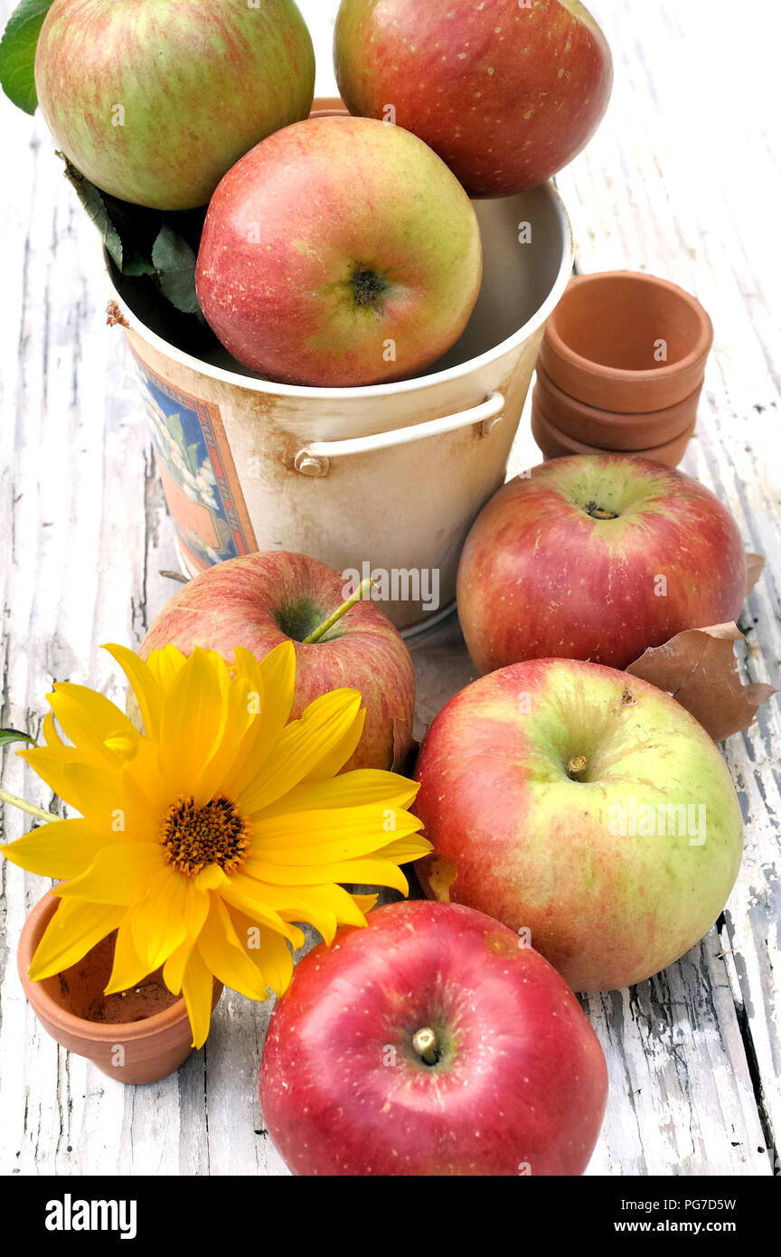 Les pommes fraîches avec des fleurs jaunes disposées sur un tableau blanc Banque D'Images