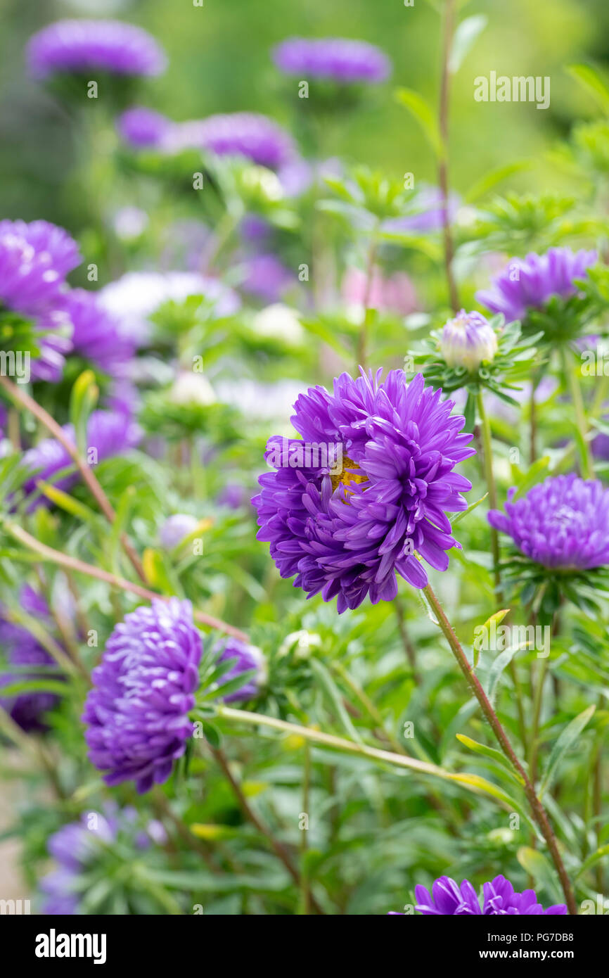 Callistephus chinensis. 'Duchess' mixte Aster fleurs dans un jardin anglais border Banque D'Images