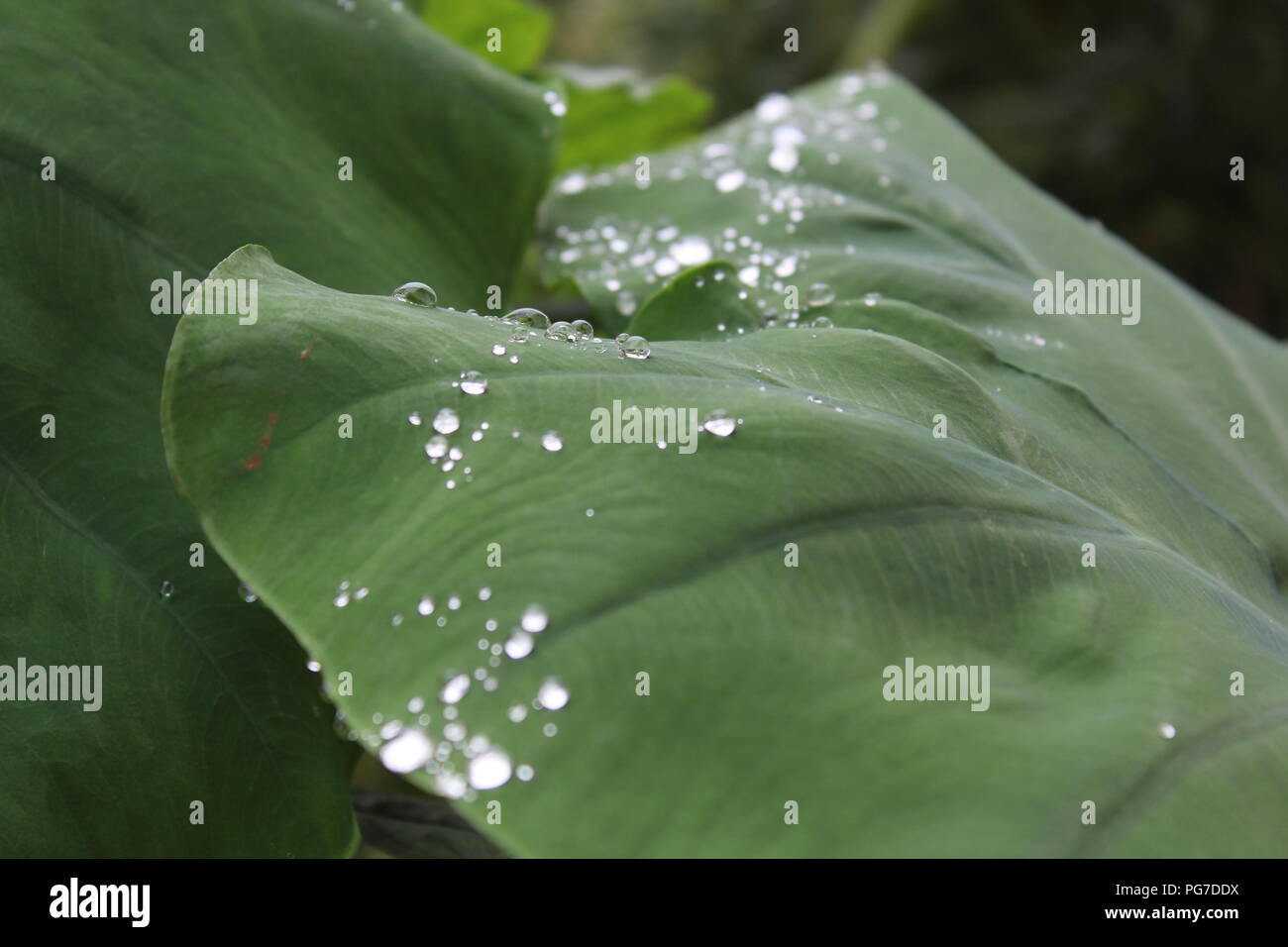 Belle vue sur la nature pour les amoureux de la nature goutte dans les feuilles .saison des pluies-best view Banque D'Images