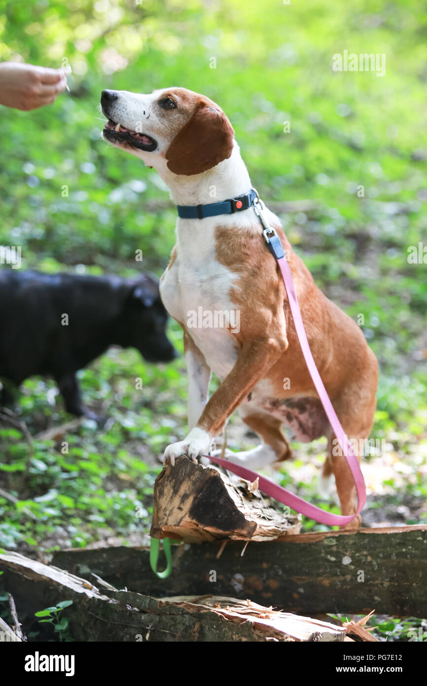 Blanc Brun femelle chasse chien de refuge du0027animaux dans la forêt 