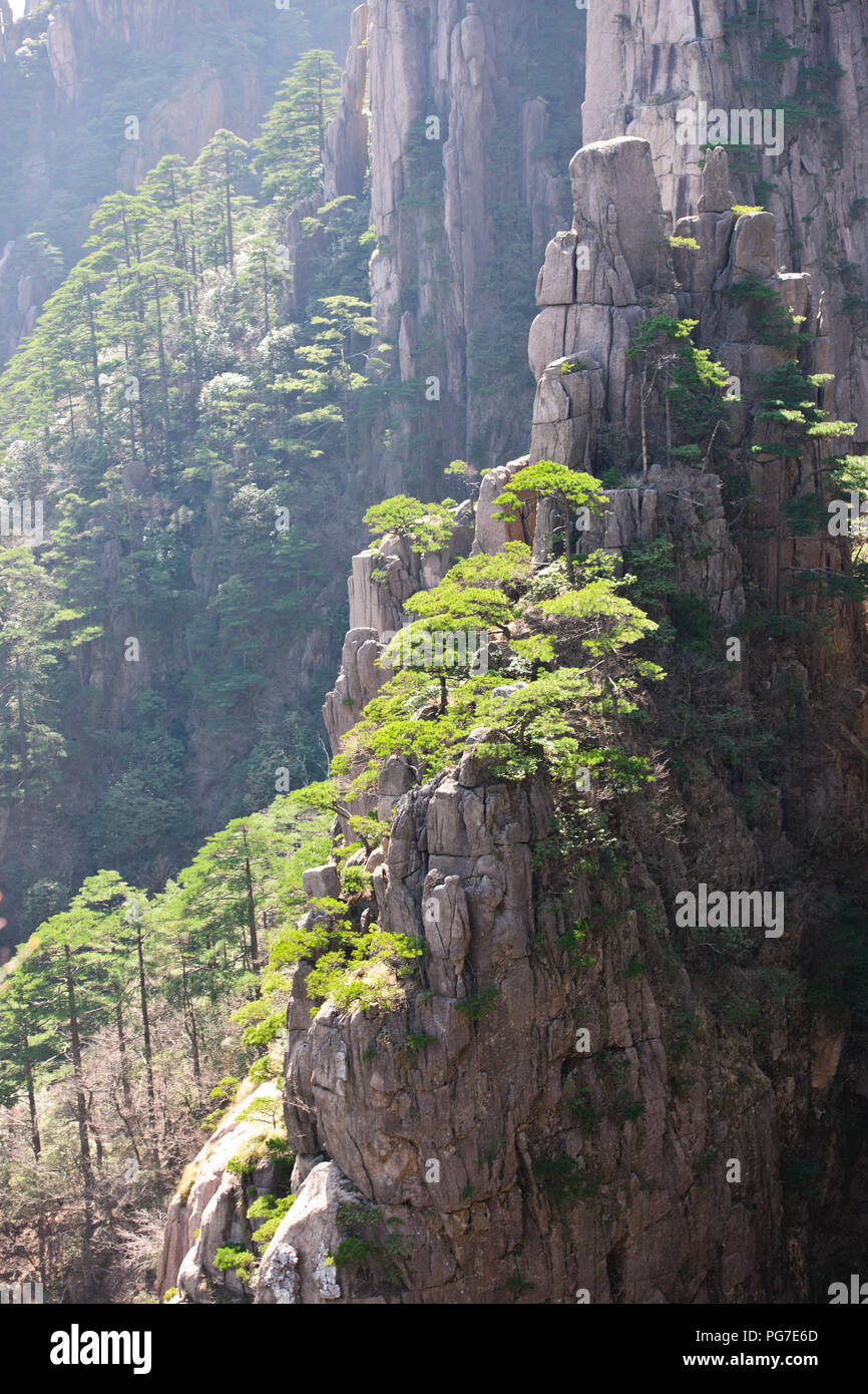 Pins tordus,,Nuages,pinacles de falaise,montagnes RocksYellow Jaingxi,Huang Shan,Province,China,Chine, République populaire de Chine Banque D'Images