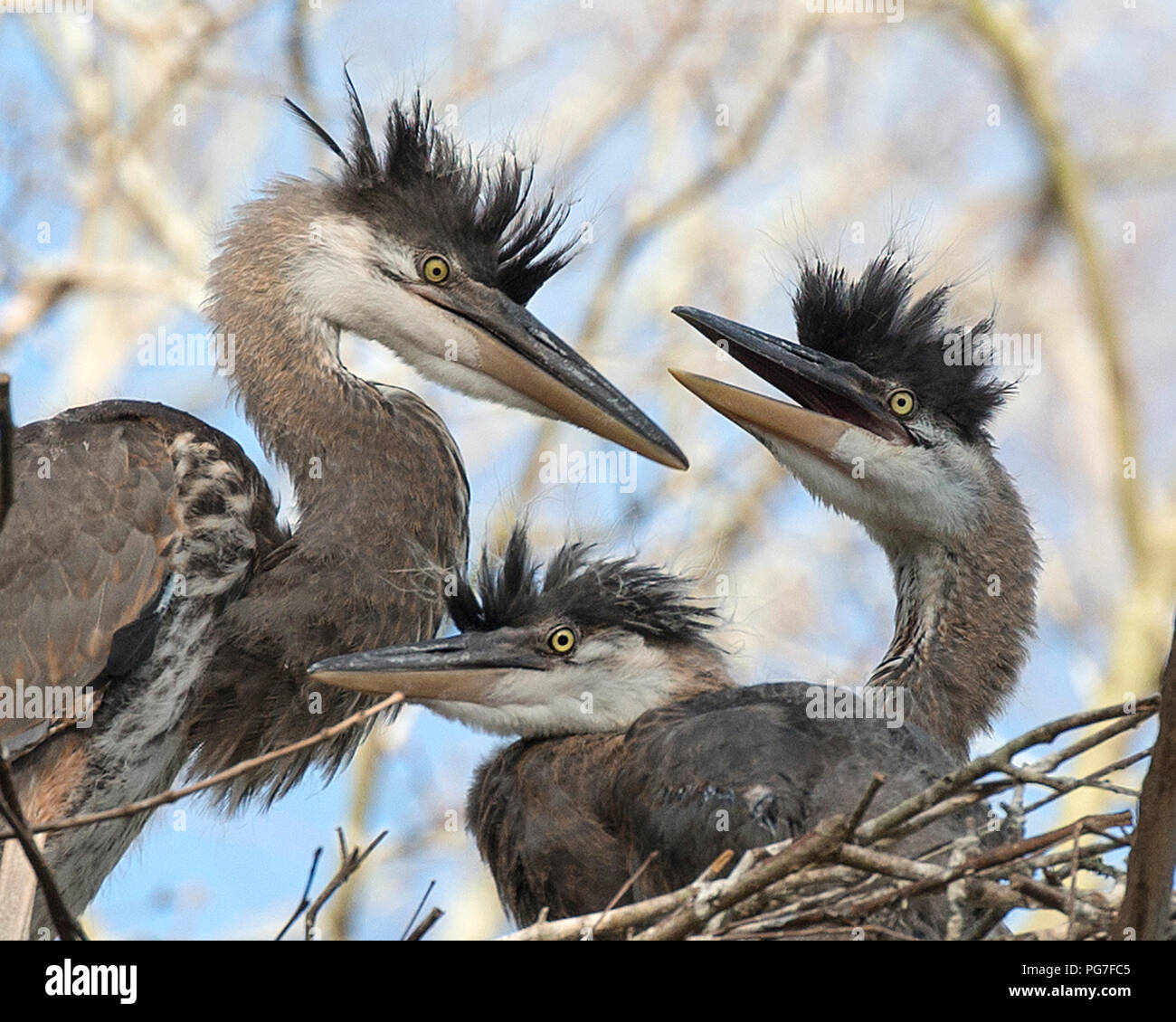 Les bébés oiseaux heron bleu sur le nid avec un arrière-plan flou avec une vue de profil dans leur environnement en attente d'être des animaux. Banque D'Images