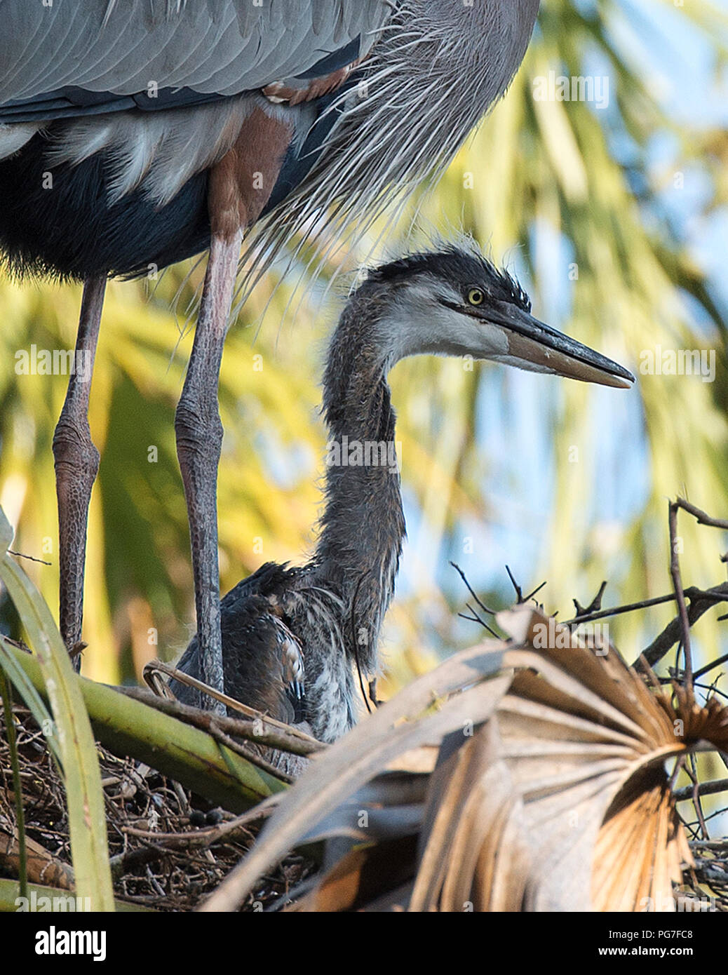 Heron De Bebes Oiseaux Sur Le Nid Avec Un Arriere Plan Flou Photo Stock Alamy