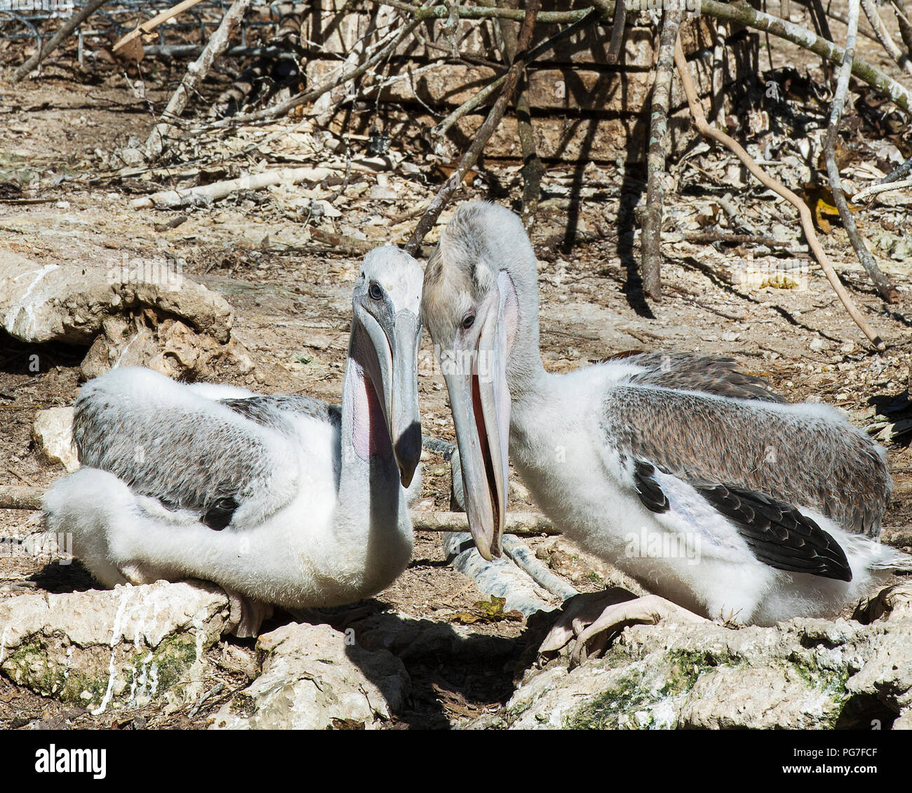 Brown pelican oiseaux juvéniles avec une vue de profil en interaction avec une tête étroite connexion dans leur environnement et de l'environnement. Banque D'Images