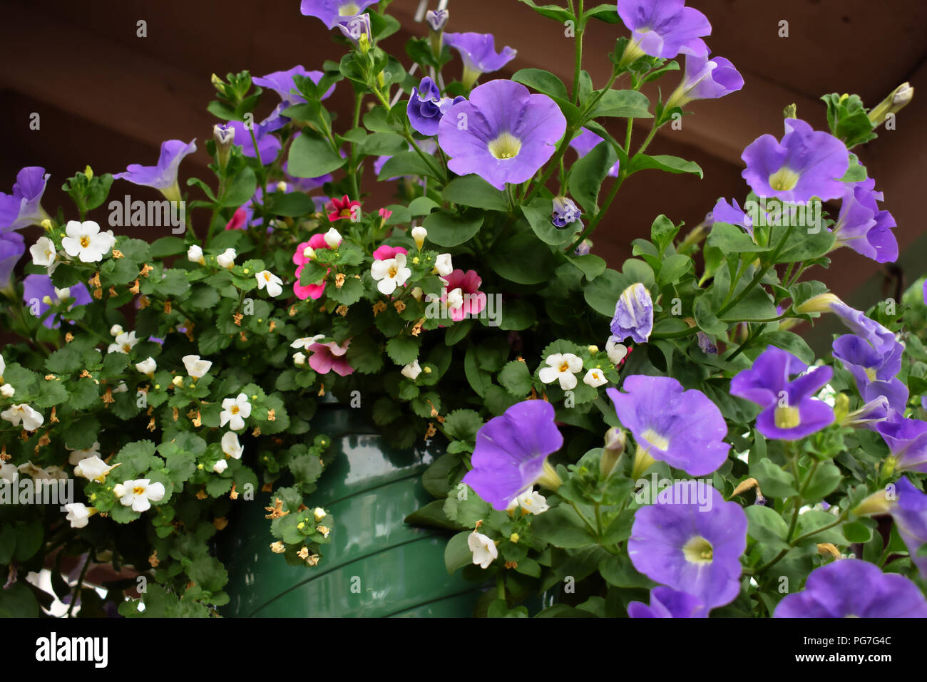 Panier de fleurs suspendus avec les pétunias Banque D'Images