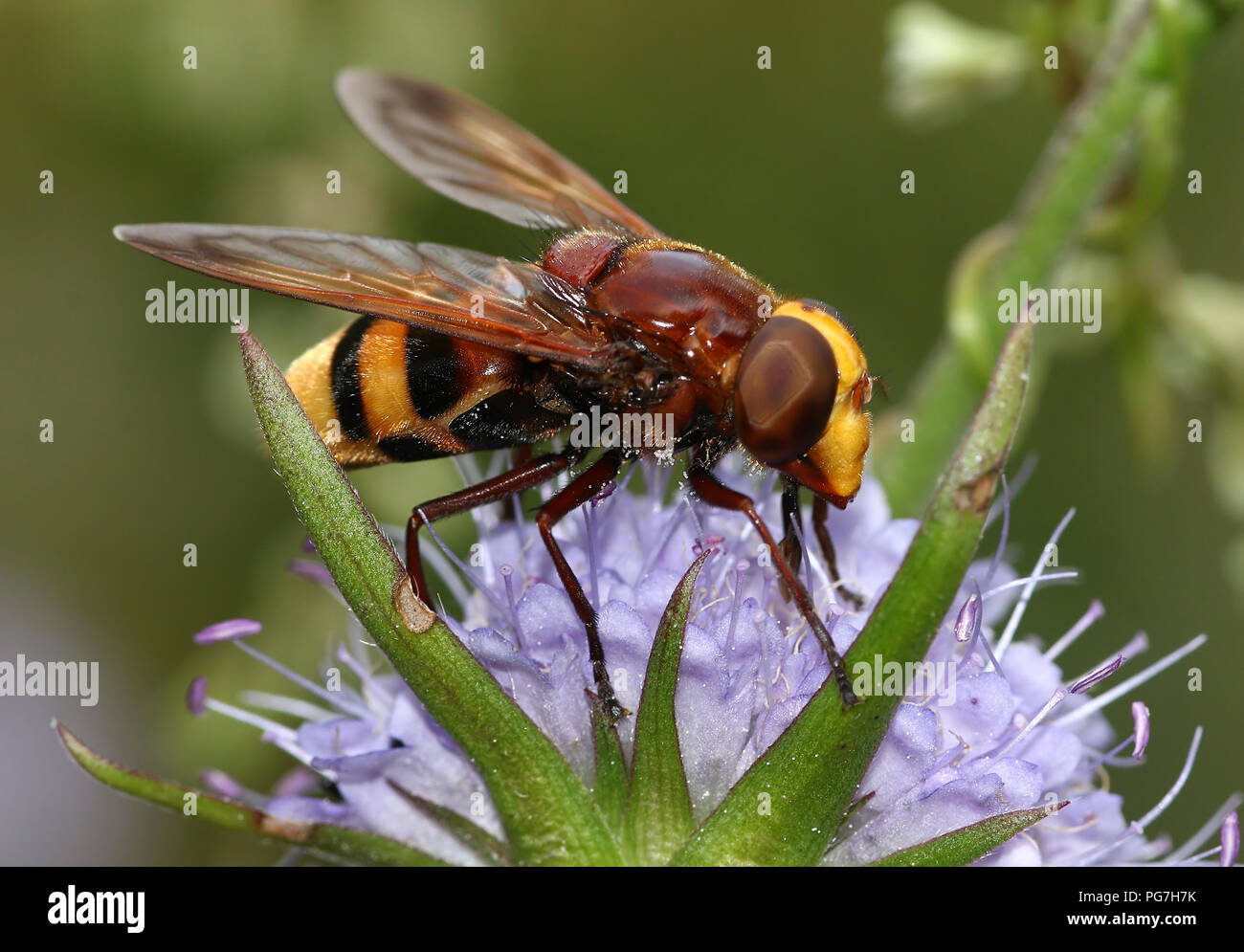 Frelon européen hoverfly (Volucella zonaria imitent). Banque D'Images