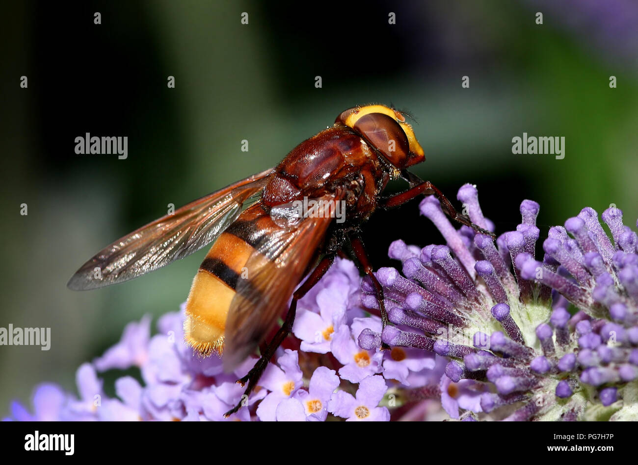 Frelon européen hoverfly (Volucella zonaria imitent). Banque D'Images