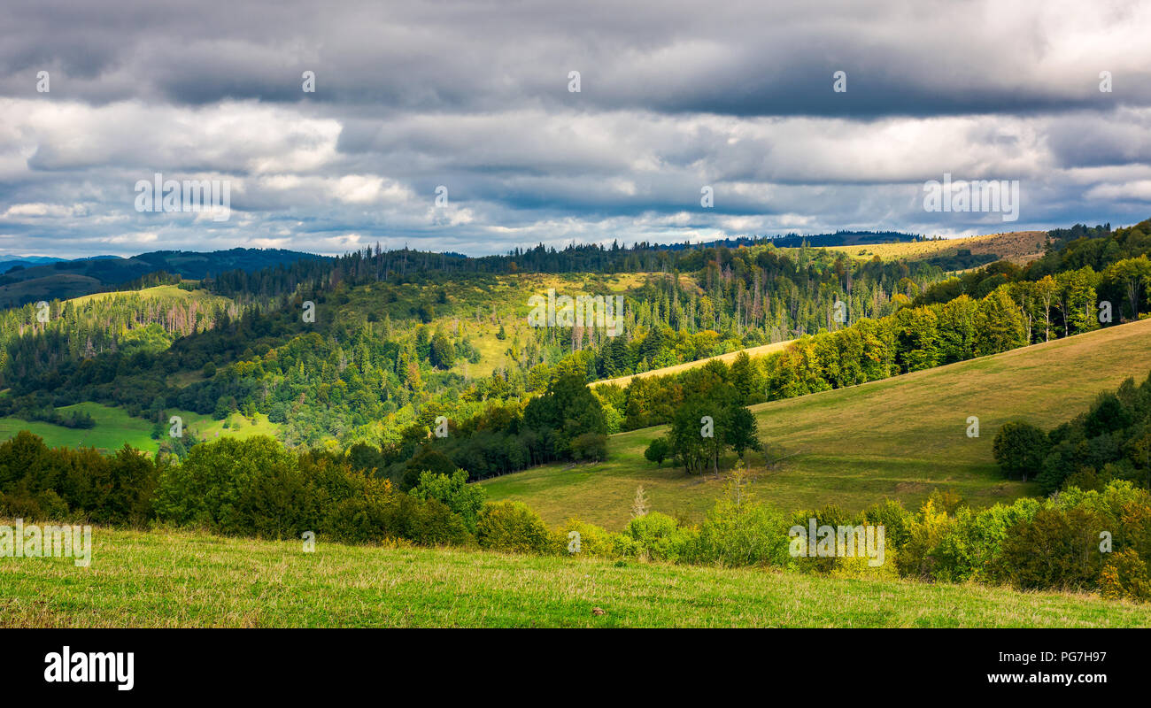 Colline boisée sur nuageux jour. beau début de l'automne paysage de montagne Banque D'Images