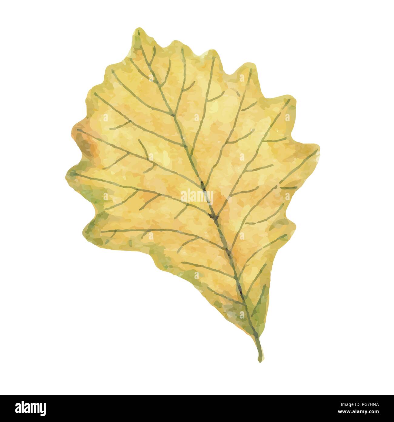 Feuille d'automne aquarelle isolé sur fond blanc, format vectoriel Illustration de Vecteur