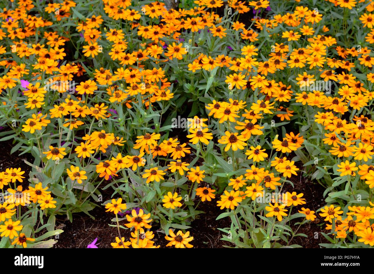 Les fleurs dans un groupe Banque D'Images