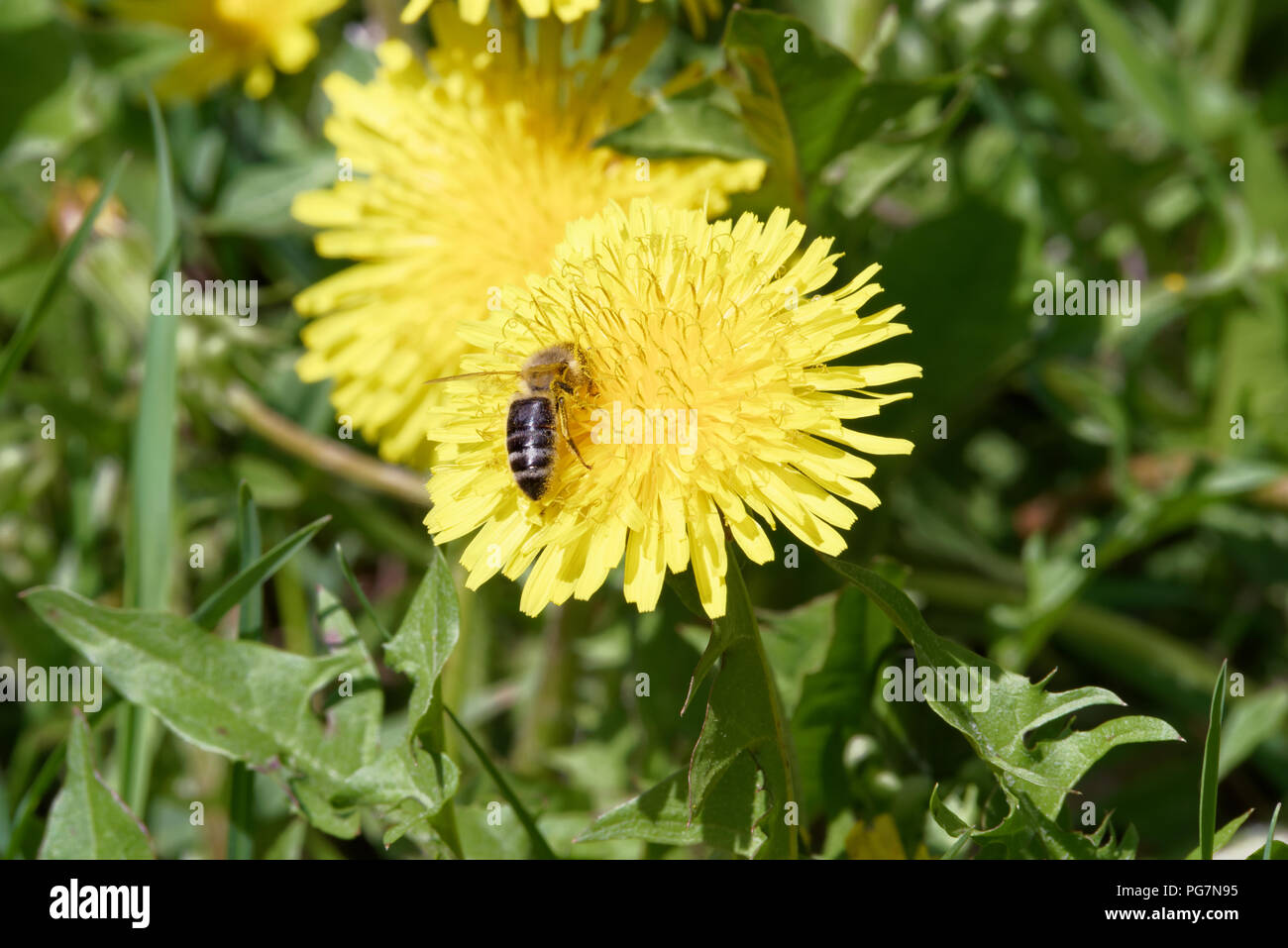 Gros plan du seul abeille sur pissenlit fleur jaune Banque D'Images