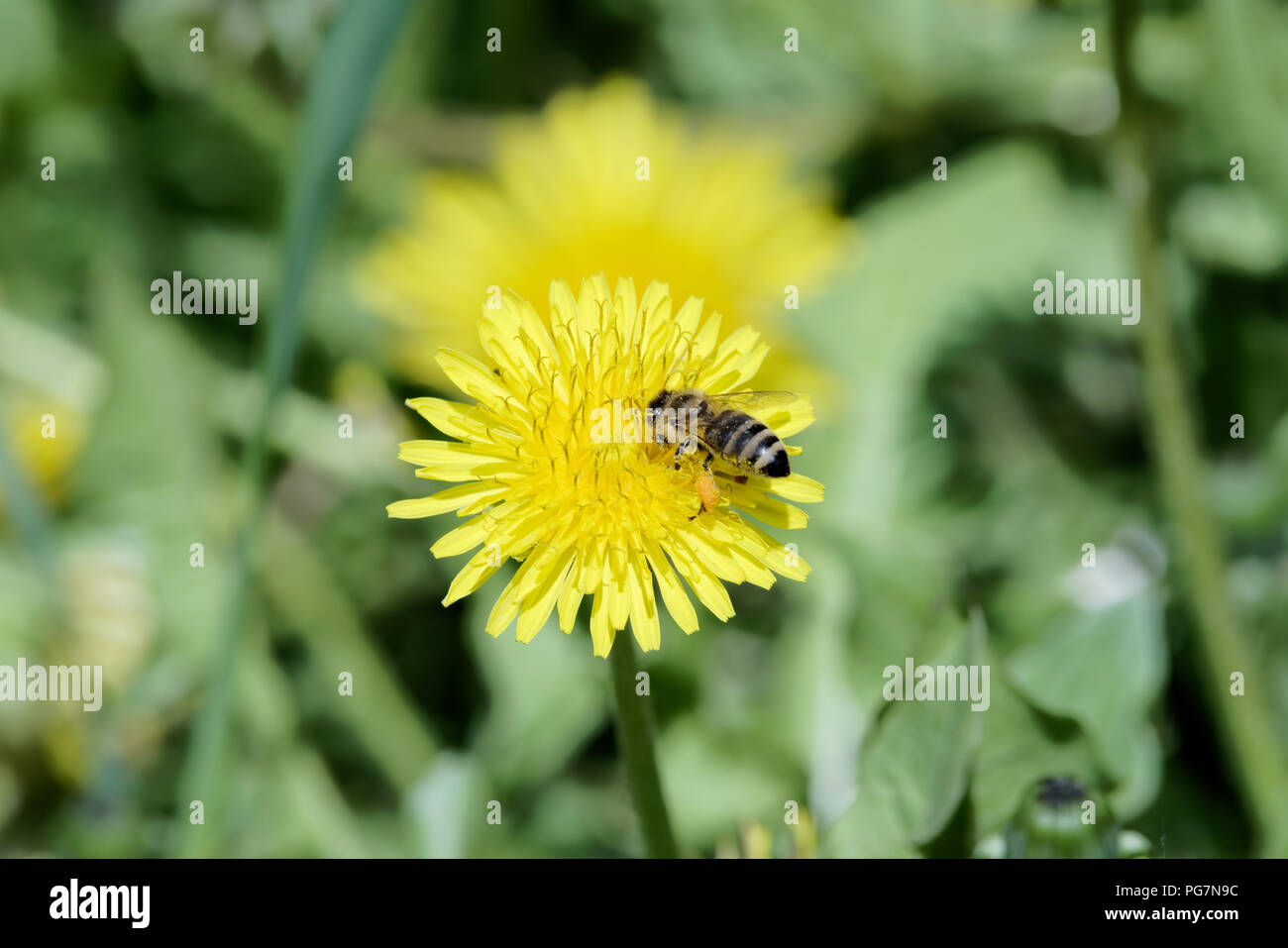 Gros plan du seul abeille sur pissenlit fleur jaune Banque D'Images