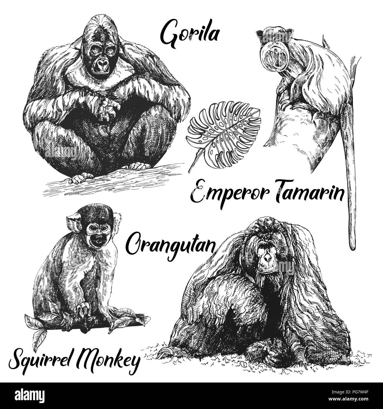 Ensemble de croquis dessinés à la main, singes style isolé sur fond blanc. Vector illustration. Illustration de Vecteur