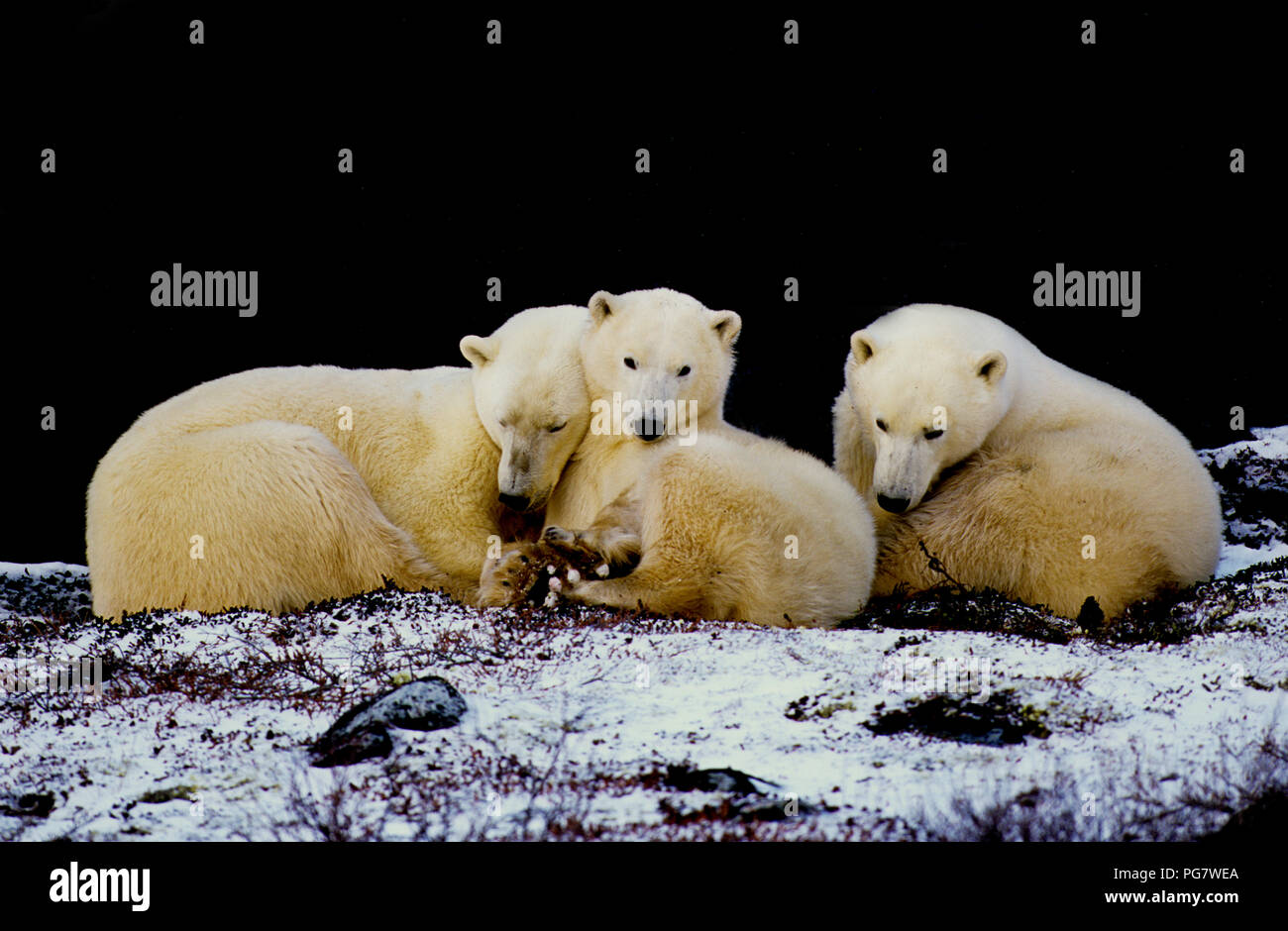 La famille de l'ours polaire (sow avec deux oursons de 1 an ; Ursus maritimus) reposant à l'ombre d'une falaise près de Churchill, Manitoba, Canada Banque D'Images
