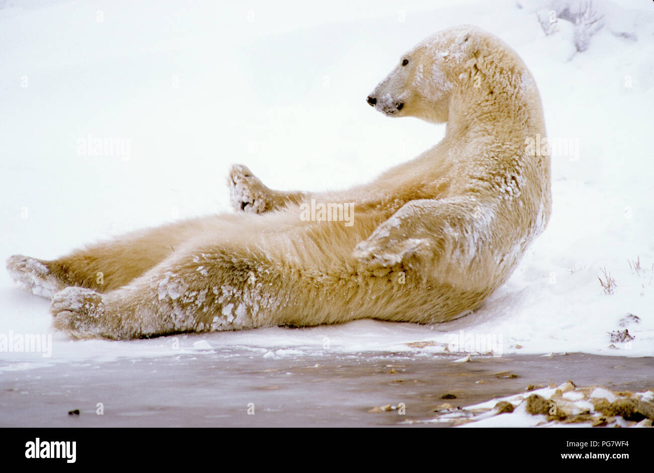 L'ours polaire (Ursus maritimus) allongé sur le dos près de Churchill, Manitoba, Canada Banque D'Images