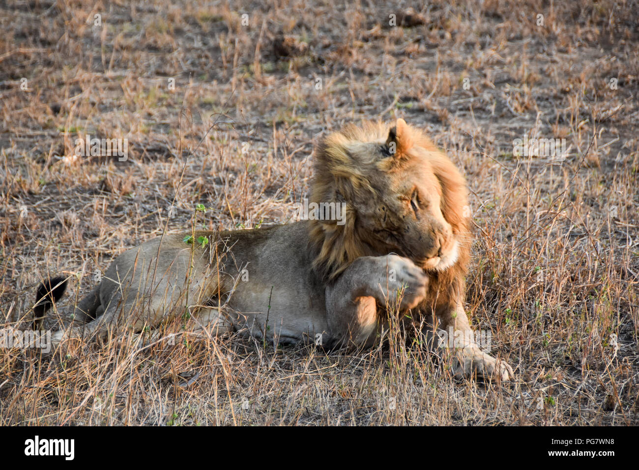Lion au wild en fin d'après-midi dans le Parc National Kruger Banque D'Images
