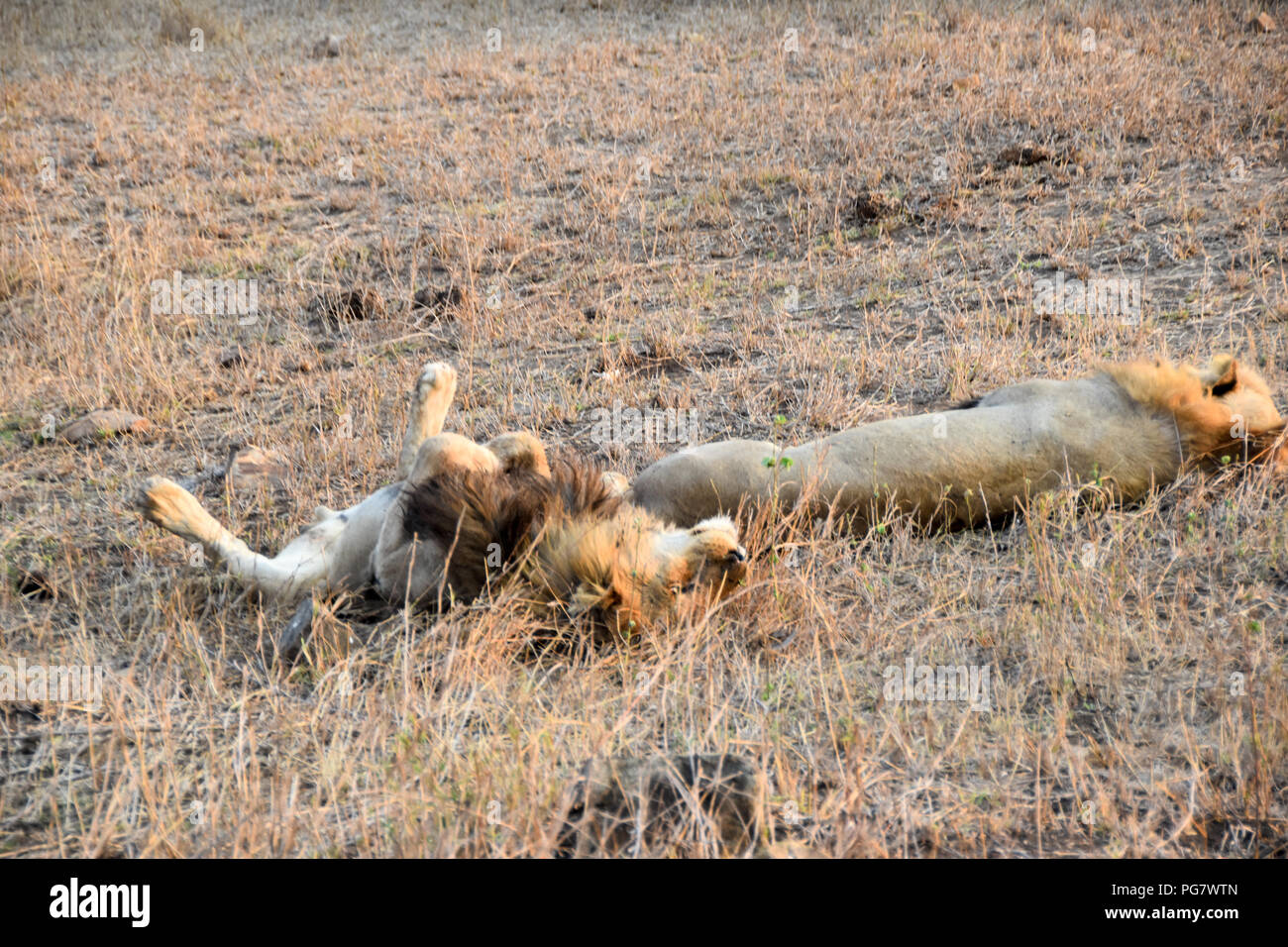 Lion au wild en fin d'après-midi dans le Parc National Kruger Banque D'Images