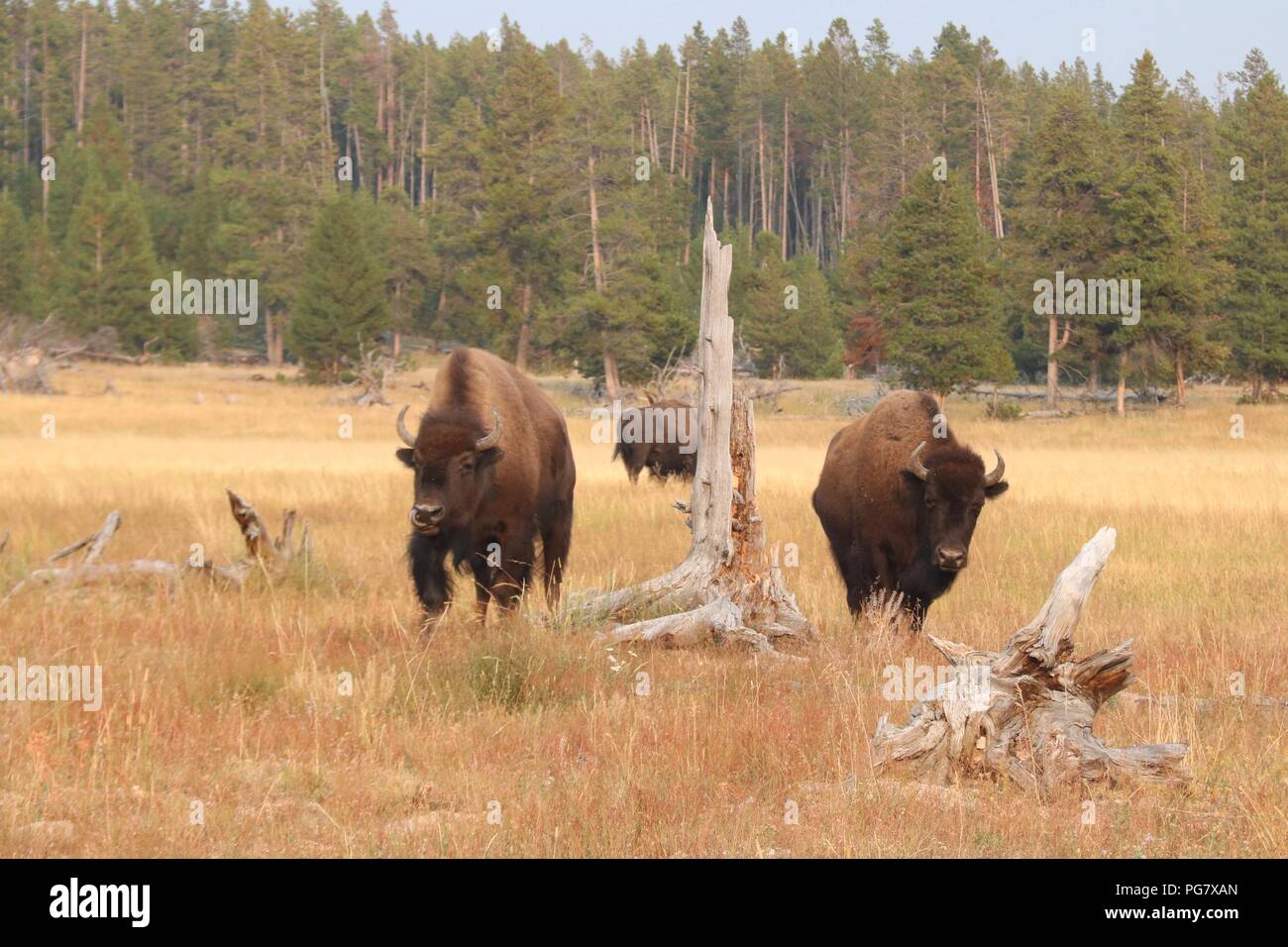 Des bisons dans le Parc National de Yellowstone, Wyoming. Yellowstone est le seul endroit aux États-Unis où le bison a vécu en continu depuis les temps préhistoriques. Banque D'Images