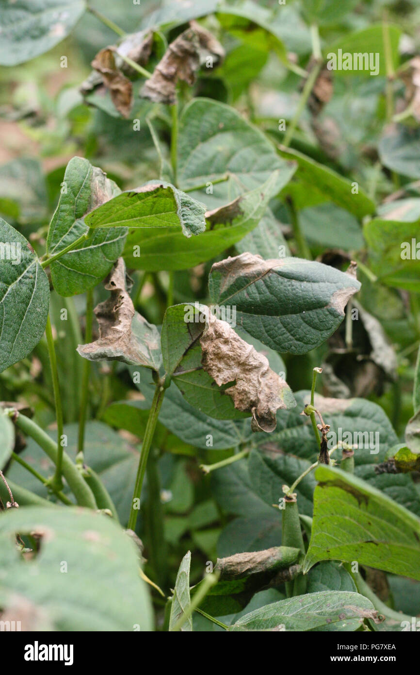 Les haricots verts, la pourriture sclérotique Leaf Banque D'Images