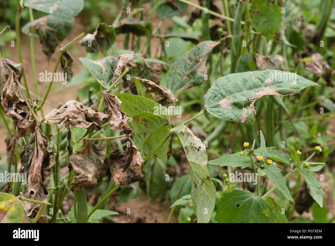 Les haricots verts, la pourriture sclérotique Leaf Banque D'Images
