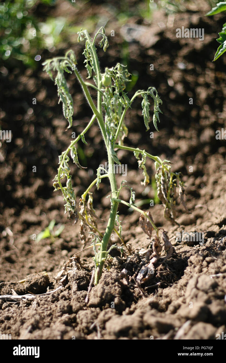 La flétrissure bactérienne de la tomate Banque D'Images