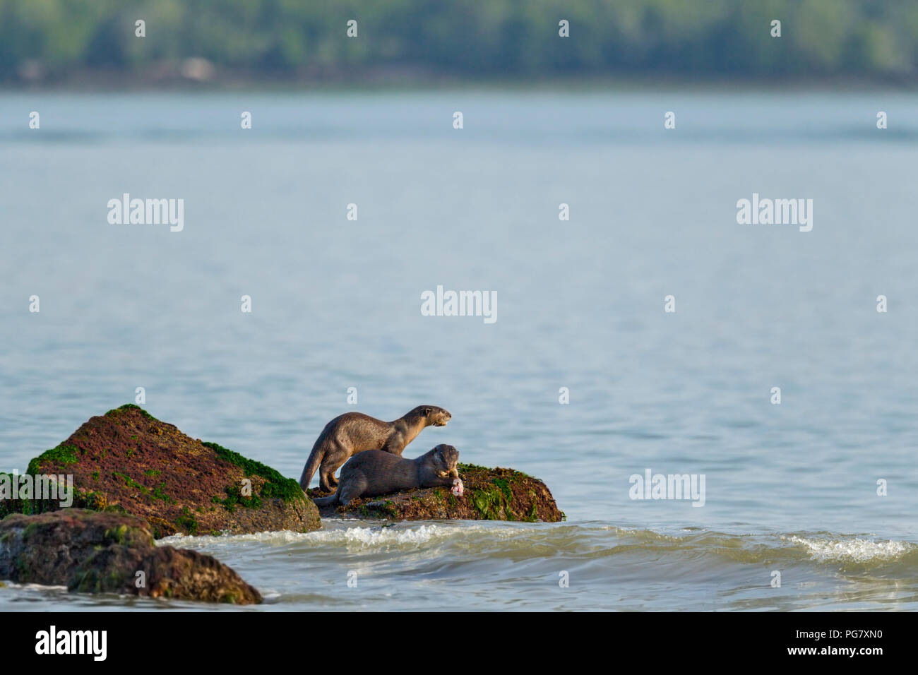 Partie de chasse à revêtement lisse de la pêche dans les loutres de mer avec l'île boisée en arrière-plan, Singapour Banque D'Images