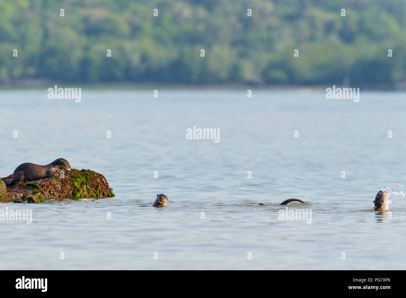 Partie de chasse à revêtement lisse de la pêche dans les loutres de mer avec l'île boisée en arrière-plan, Singapour Banque D'Images