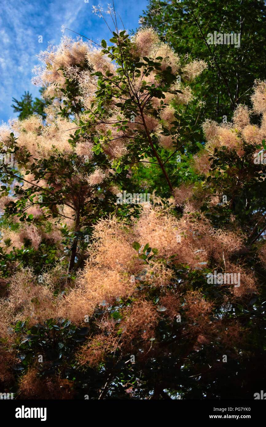 Prink un arbre de fumée qui fleurit en été. Banque D'Images