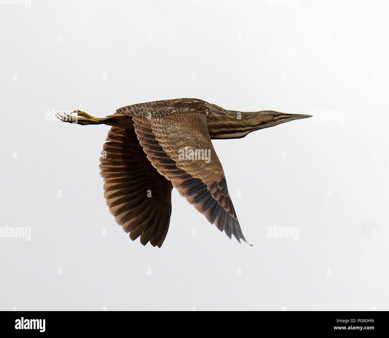 Butor d'oiseau en vol avec un fond de ciel gris dans son environnement et ses environs. Banque D'Images