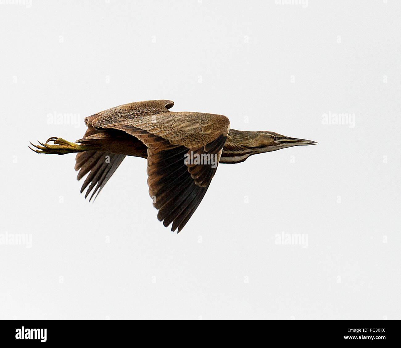 Butor d'oiseau en vol avec un fond de ciel gris dans son environnement et ses environs. Banque D'Images