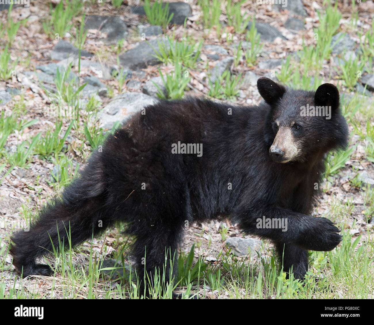 La recherche de nourriture animale de l'ours sur le terrain, l'affichage de pelage noir, museau, pattes, oreilles, yeux et profiter de son environnement et de l'environnement. Banque D'Images