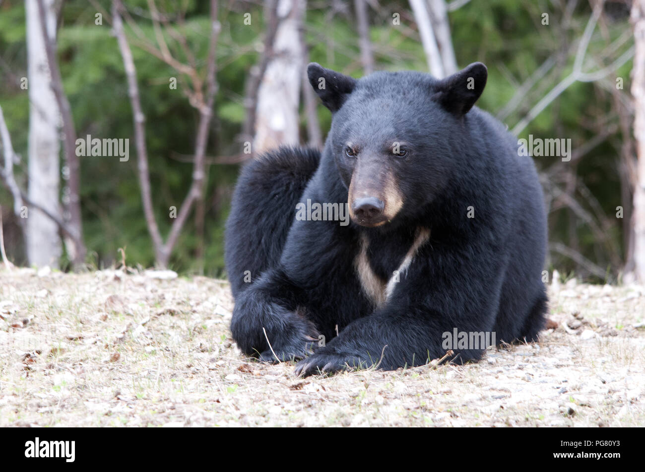 Ours noir close up avec un symbole porte-bonheur autour de son cou et d'afficher son corps, tête, oreilles, yeux, nez, pattes et profiter de son environnement. Banque D'Images