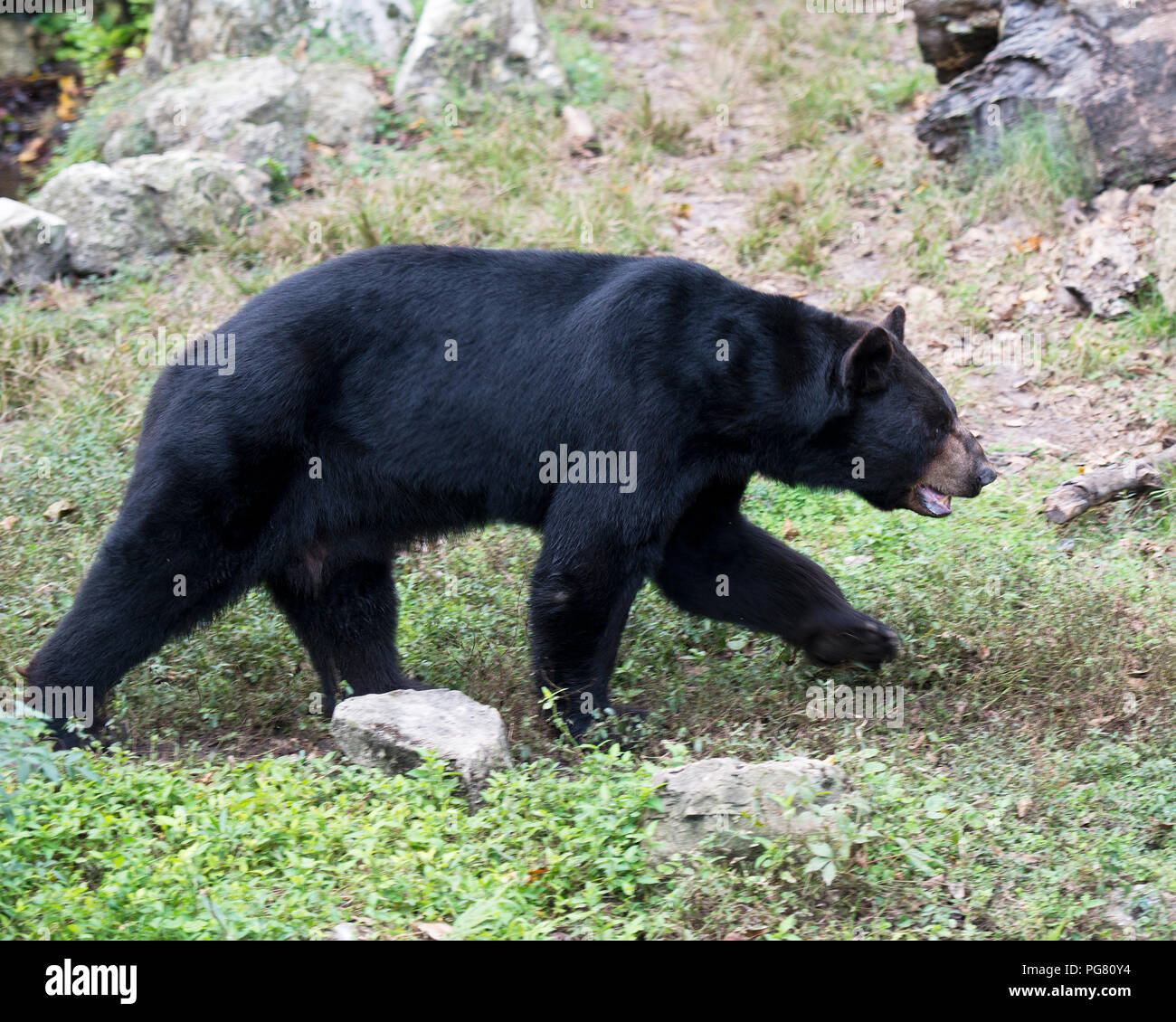 La recherche de nourriture animale de l'ours sur le terrain, l'affichage de pelage noir, museau, pattes, oreilles, yeux et profiter de son environnement et de l'environnement avec l'arrière-plan. Banque D'Images