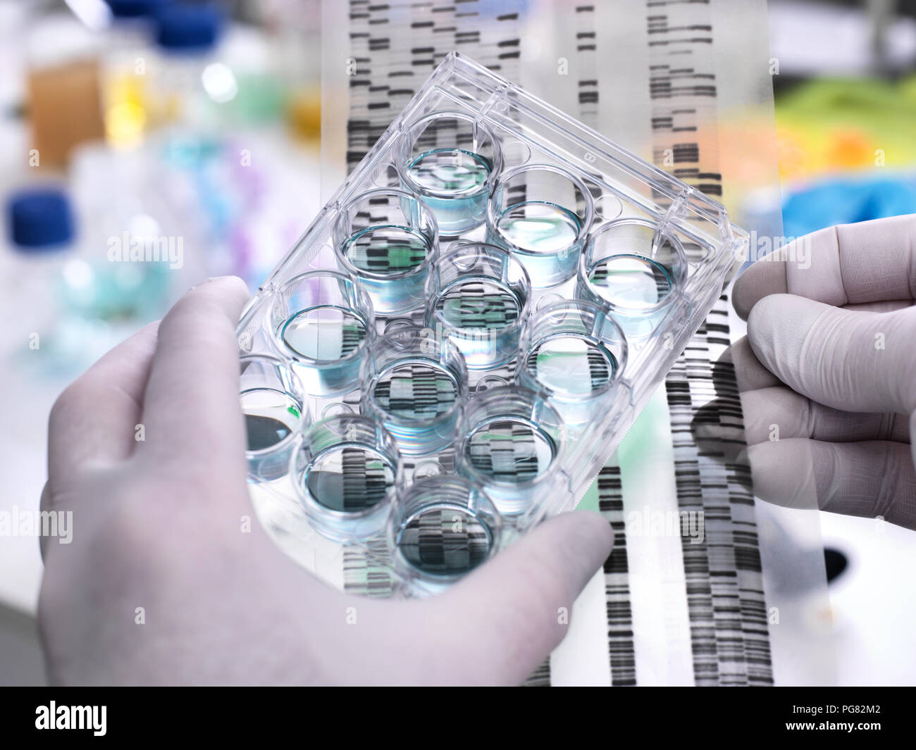 La recherche génétique, Scientist holding une plaque de gel et de l'ADN bien révélateur, la constitution génétique des spécimens Banque D'Images