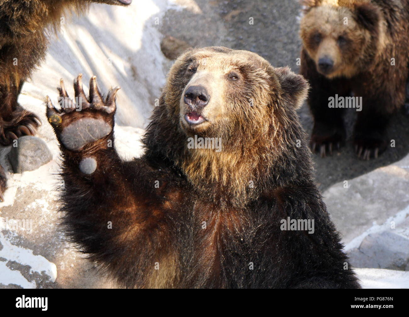 L'Oussouri ours brun dans un ranch de l'ours à Hokkaïdo vagues sa patte à laquelle il voit les visiteurs portant un sac de nourriture Banque D'Images