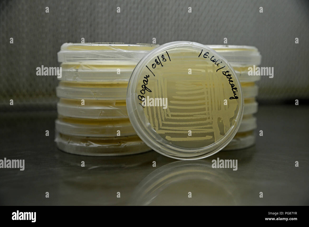 Boîte de Pétri avec la culture des bactéries Banque D'Images