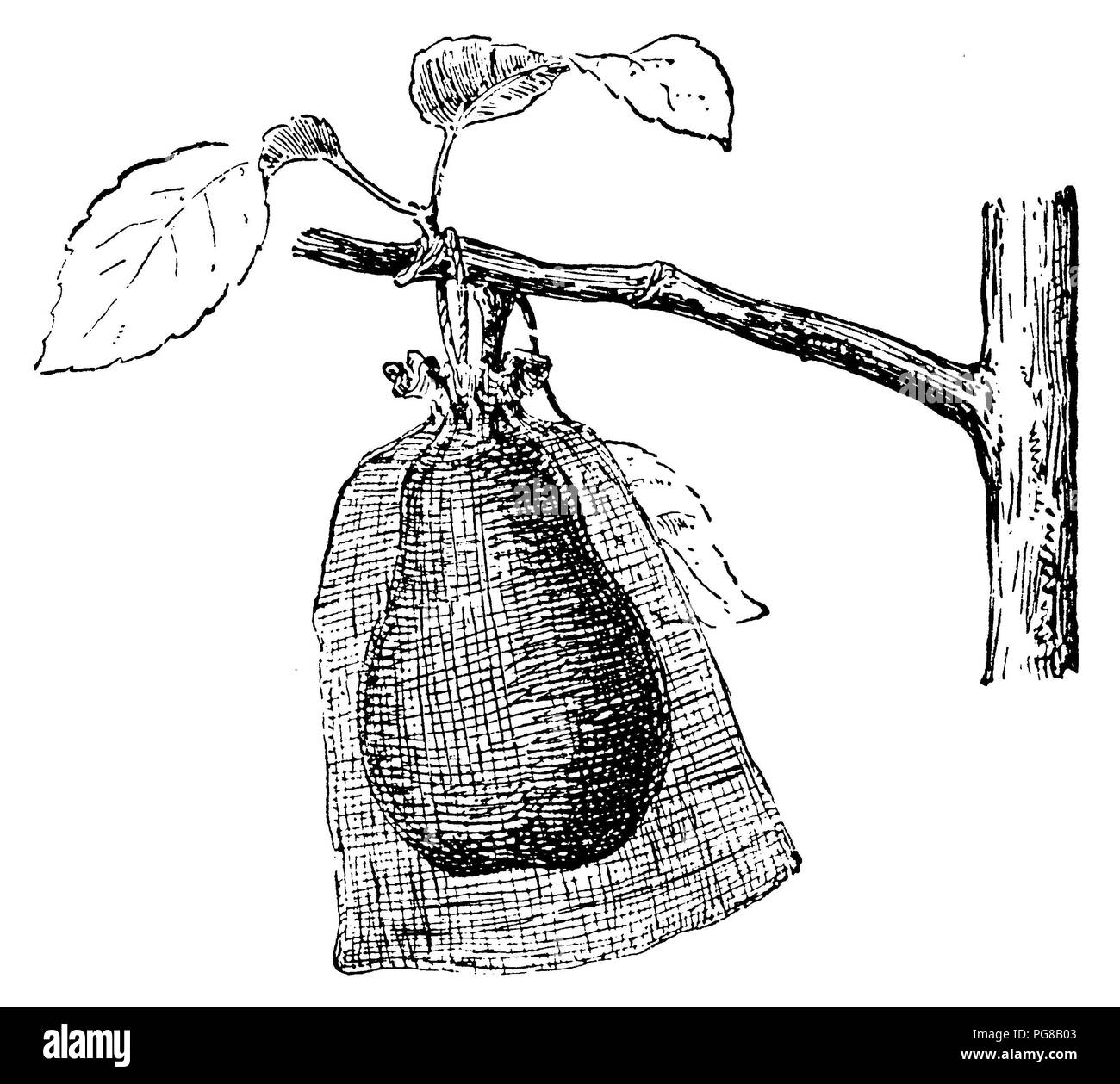 Poire : sac de gaze pour protéger les fruits, 1921 Banque D'Images