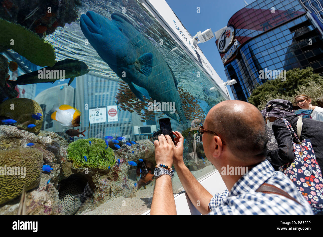 Les gens de prendre des photos de poissons tropicaux de Okinawa natation à l'intérieur d'un réservoir d'eau à l'extérieur du parc Sony Ginza le 25 août 2018, Tokyo, Japon. L'assemblée annuelle de l'Aquarium Sony montre quelques 1000 poissons de 25 espèces différentes des îles du sud du Japon en partenariat Okinawa Churaumi Aquarium. L'aquarium est ouvert au public à Ginza Sony Park du 25 août au 9 septembre. Credit : Rodrigo Reyes Marin/AFLO/Alamy Live News Banque D'Images