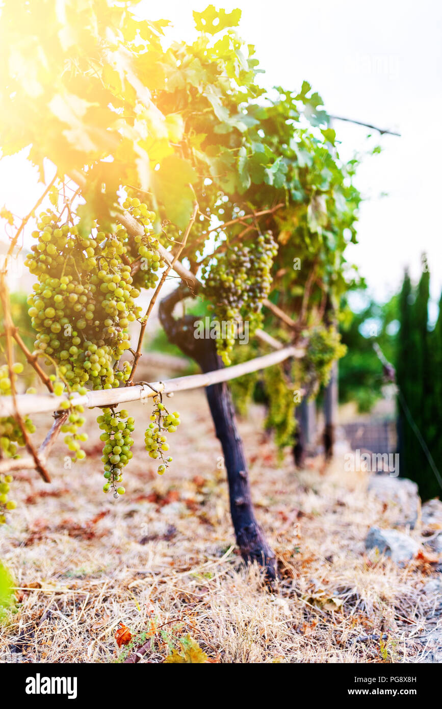 Des grappes suspendues sur vigne dans la lumière du soleil d'or Banque D'Images